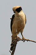 Laughing Falcon