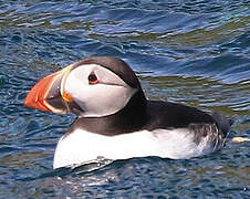 Atlantic Puffin