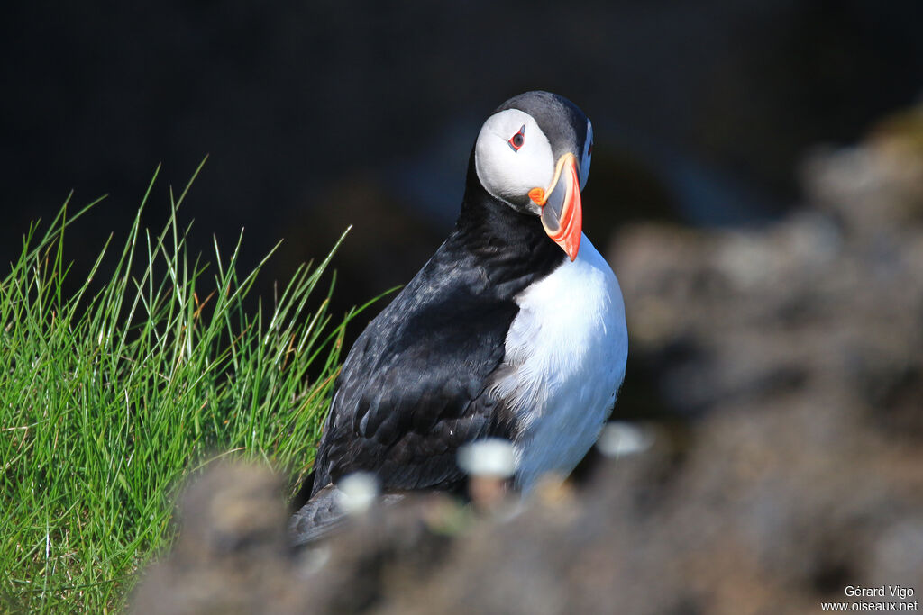 Atlantic Puffinadult breeding