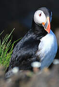 Atlantic Puffin