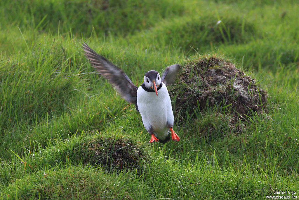 Atlantic Puffinadult breeding