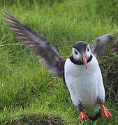 Atlantic Puffin