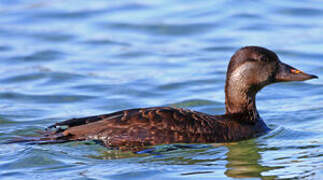 Common Scoter