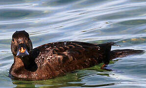 Common Scoter