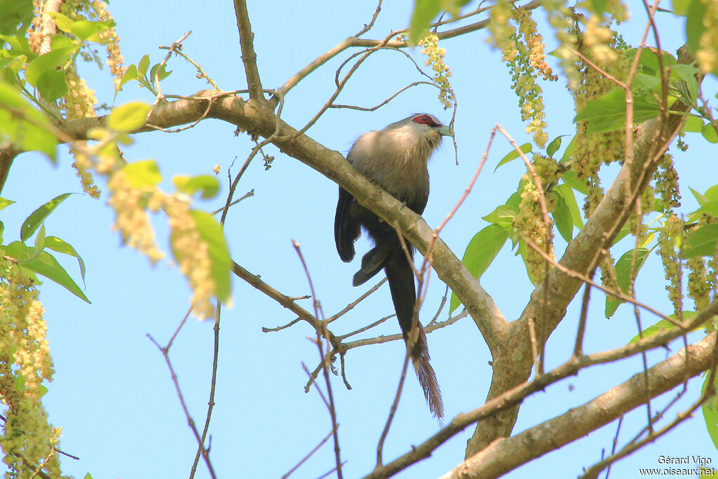 Green-billed Malkohaadult