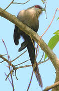 Green-billed Malkoha