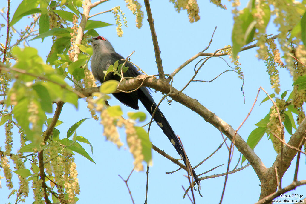 Green-billed Malkohaadult