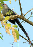 Green-billed Malkoha