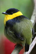 Golden-collared Manakin