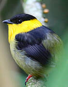 Golden-collared Manakin