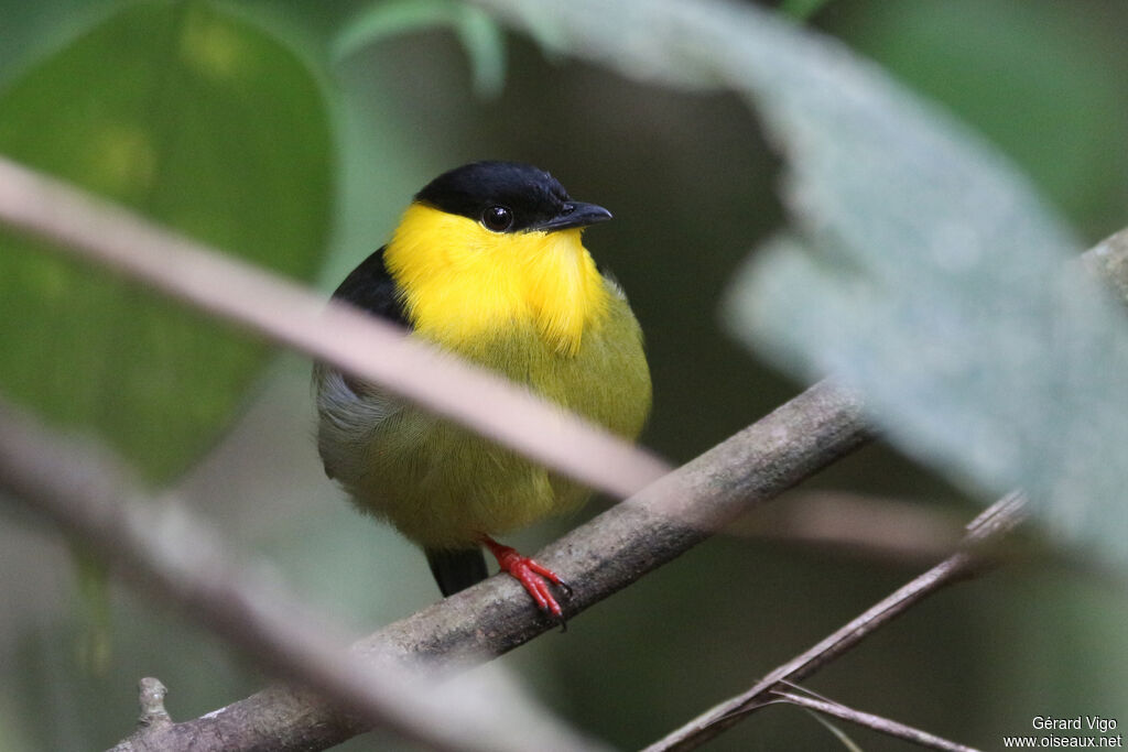 Golden-collared Manakinadult