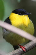 Golden-collared Manakin