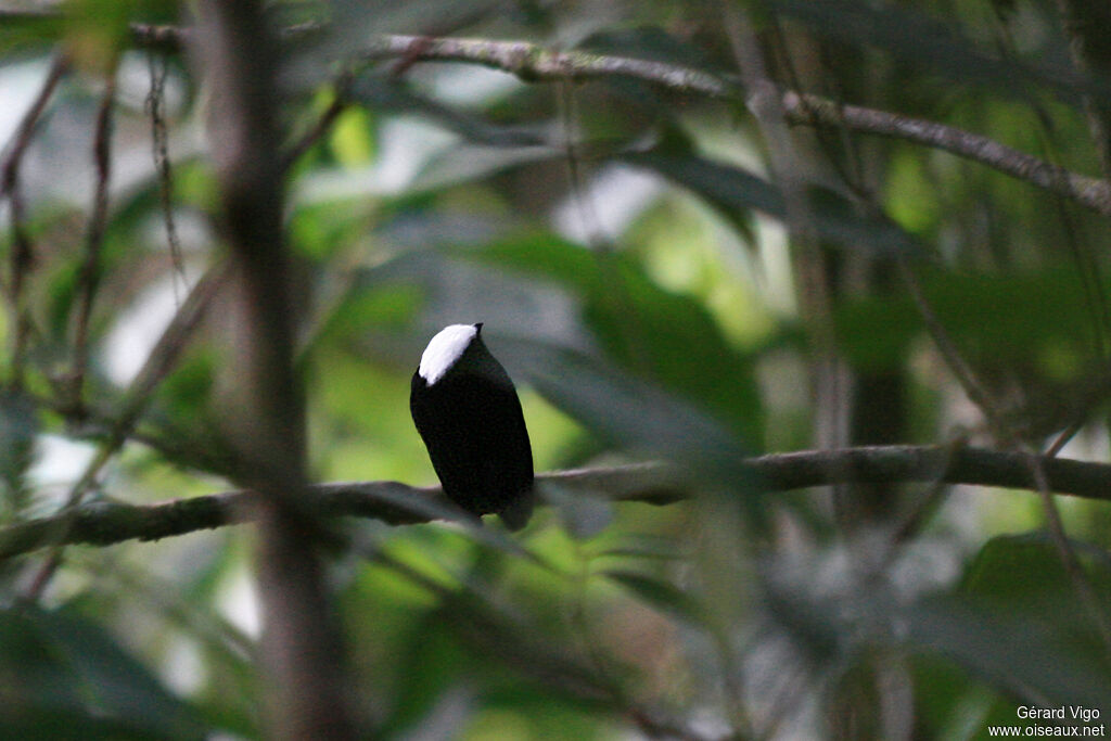 White-crowned Manakin male adult