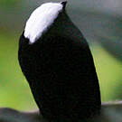Manakin à tête blanche
