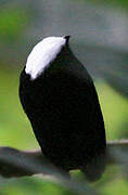White-crowned Manakin