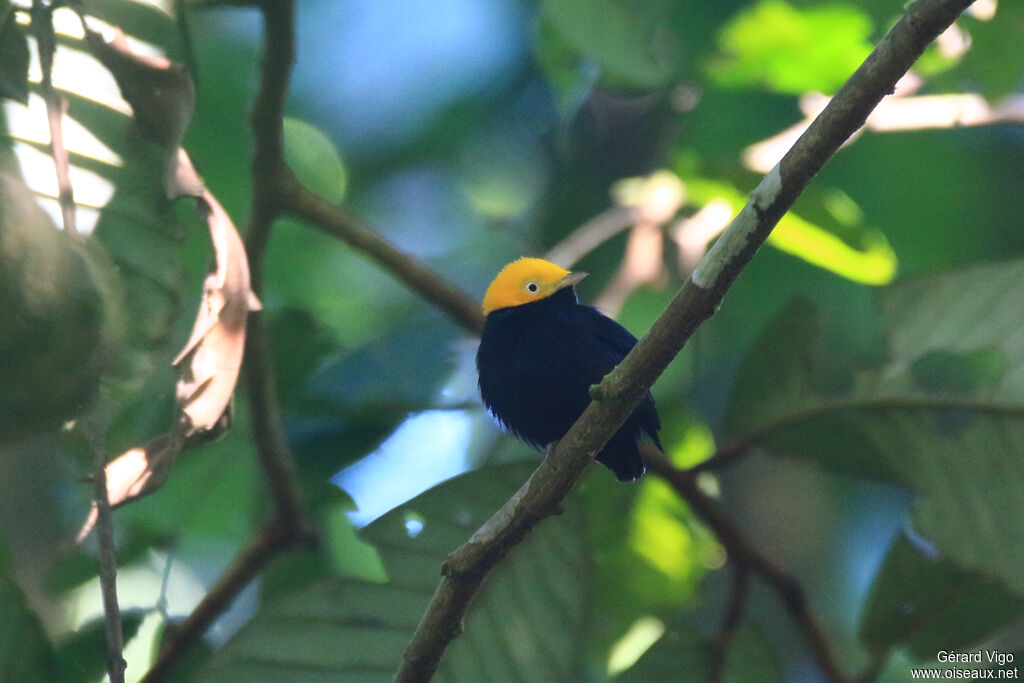 Manakin à tête d'oradulte