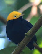 Golden-headed Manakin