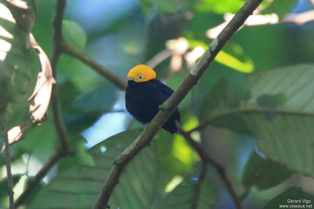 Manakin à tête d'oradulte