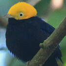 Manakin à tête d'or