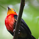 Manakin auréole
