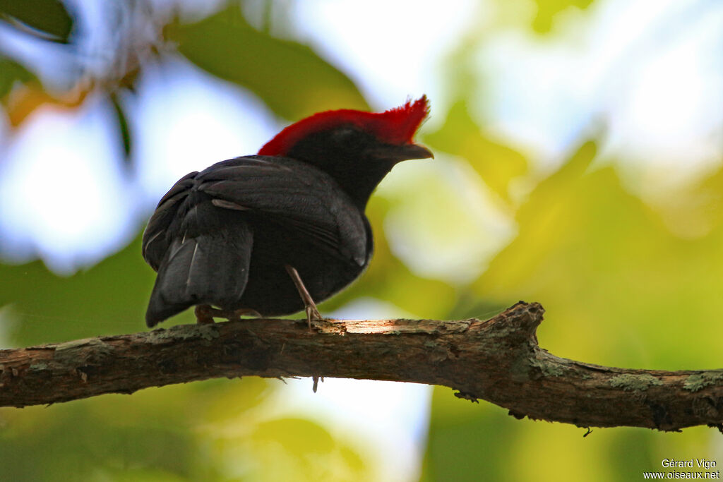 Manakin casquéadulte