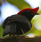 Helmeted Manakin