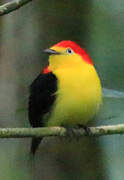 Wire-tailed Manakin