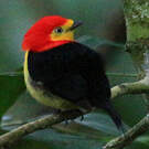 Manakin filifère