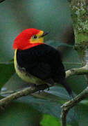 Wire-tailed Manakin