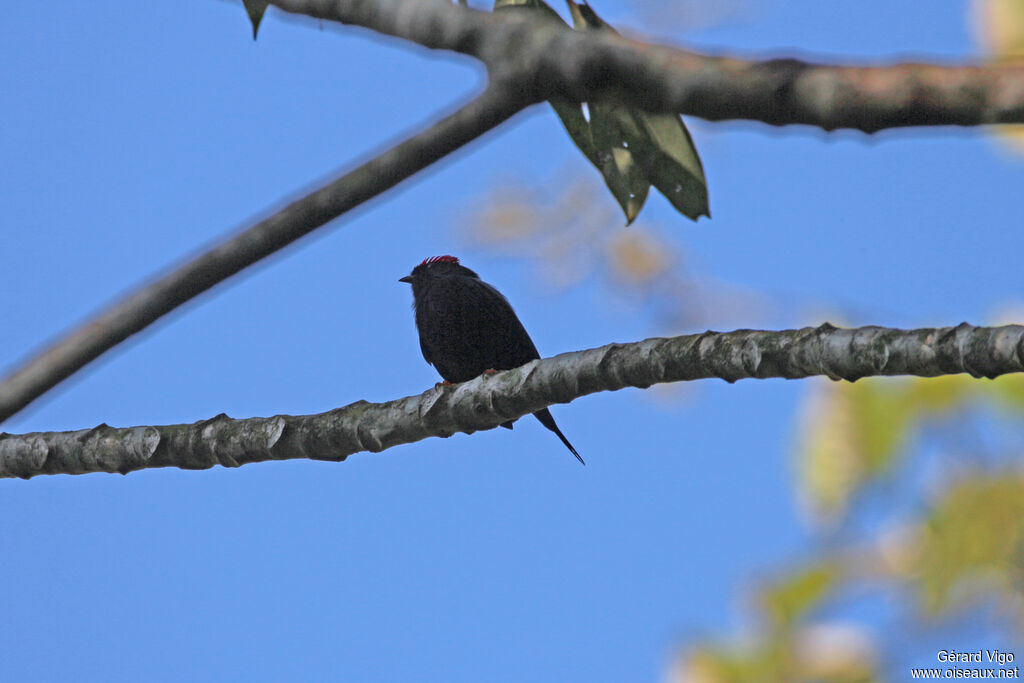 Lance-tailed Manakinadult