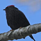 Manakin lancéolé