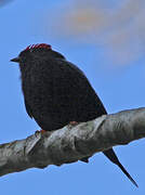 Lance-tailed Manakin