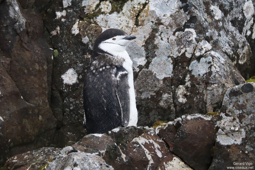 Chinstrap Penguinadult