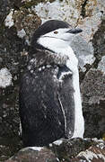 Chinstrap Penguin