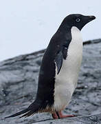 Adelie Penguin