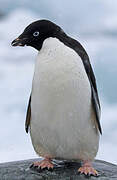 Adelie Penguin