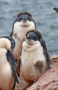 Adelie Penguin