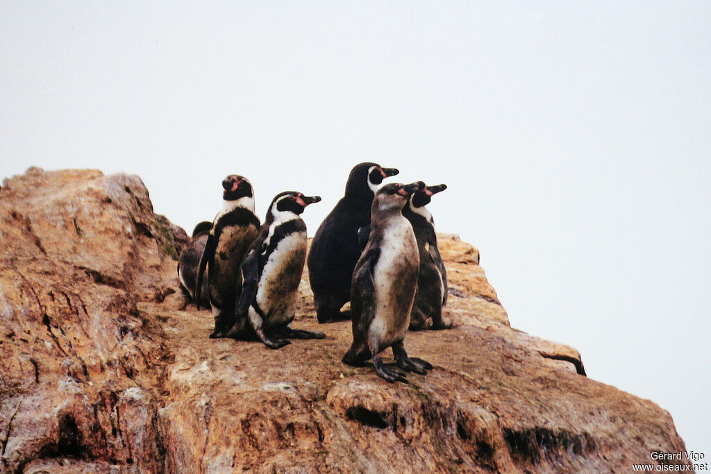 Humboldt Penguinadult