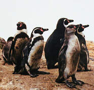 Humboldt Penguin