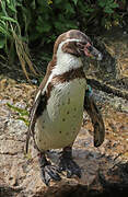 Humboldt Penguin