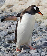 Gentoo Penguin