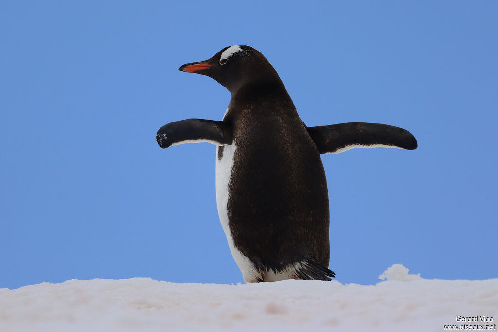 Gentoo Penguinadult