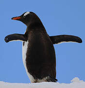 Gentoo Penguin