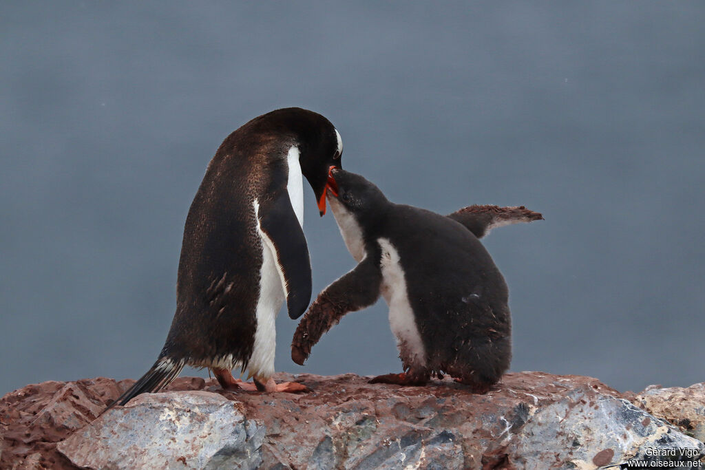 Gentoo Penguin