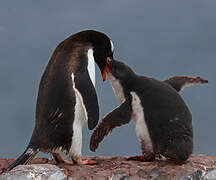 Gentoo Penguin