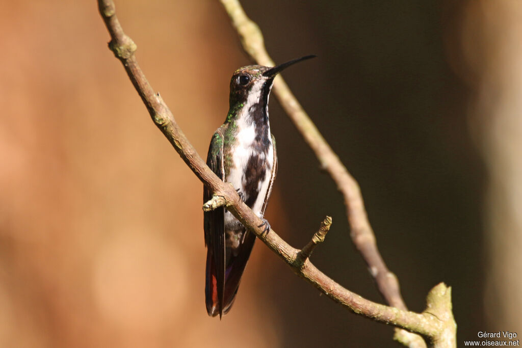 Black-throated Mango female adult