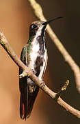 Black-throated Mango