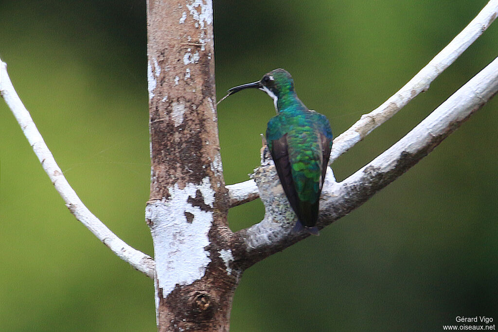 Black-throated Mango female adult, Reproduction-nesting