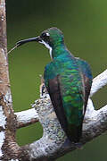 Black-throated Mango