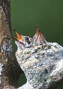 Black-throated Mango